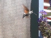is dit een kleine colibri of een bijzonder insect?